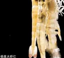 Extreme Shrimp