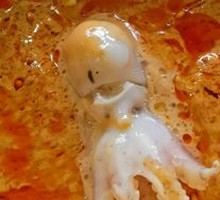 Baby Octopus