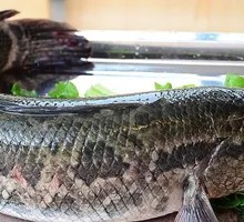 Black Fish