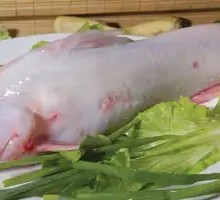 Red Catfish