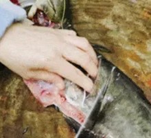 Fresh Fish Prepared On-Site