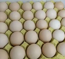 Egg