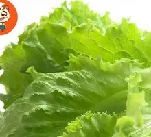 Fresh Tender Lettuce