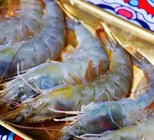Battle Shrimp
