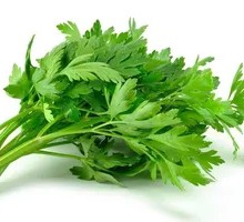 Cilantro