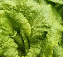 Lettuce