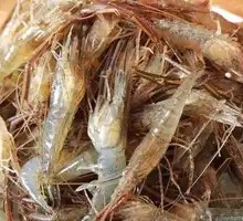 Small Shrimp