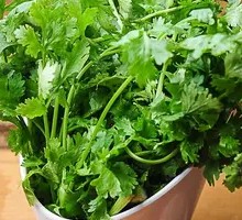 Cilantro