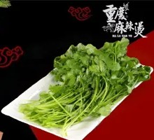 Cilantro