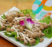 King Oyster Mushroom