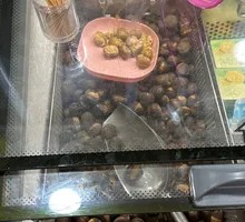 Ice Chestnut