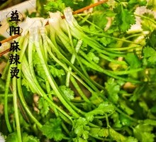Cilantro