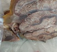 Beef Shank