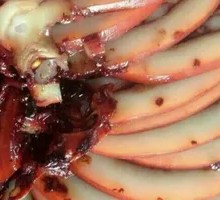 Sauce-Flavored Squid