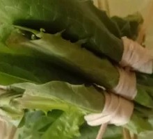 Oilseed lettuce