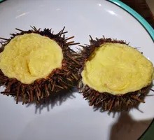 Sea Urchin