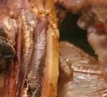 Roast Squab
