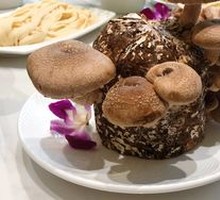 Live Mushrooms