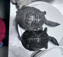 Fresh Softshell Turtle