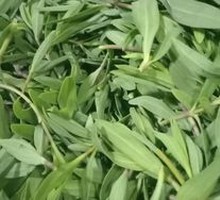 Goji Leaf