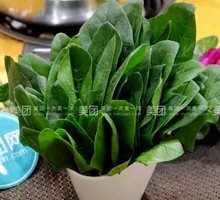 Spinach