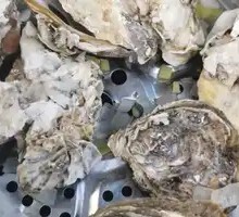 Oyster