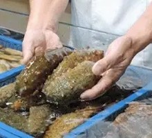 Innovative Fried Sauce Live Sea Cucumber