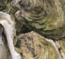 Steamed Oysters