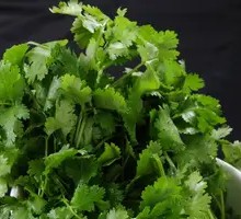 Cilantro Leaves