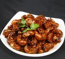 Fried Cicada