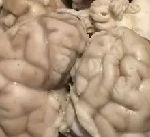 Sheep Brain