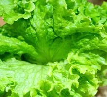 Lettuce
