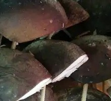 Shiitake Mushroom
