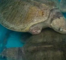 Live Turtle Soup