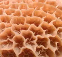Five-Spice Tripe