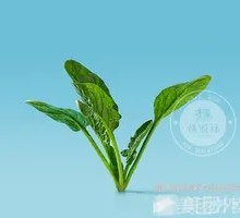Spinach Noodles
