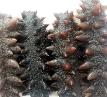 Spiny Sea Cucumber Stew