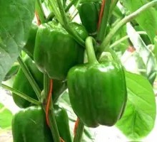 Green Pepper