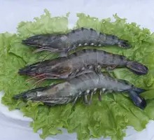 Fresh Shrimp