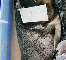 Silver Carp