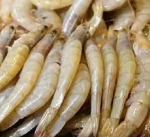 Bright Shrimp