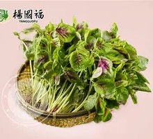 Red Amaranth