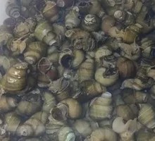 Stir-Fried Snails