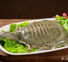 Fresh Turtle