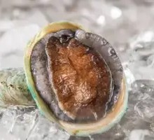 South African Abalone