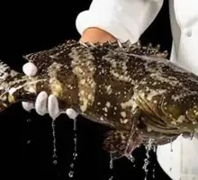 Giant Grouper