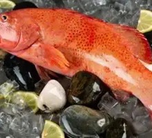 Golden Threadfin Bream
