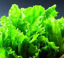 Roasted Lettuce