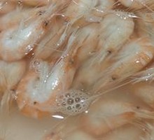 River Shrimp