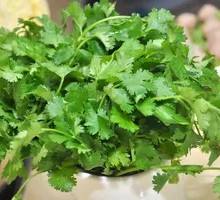 Cilantro